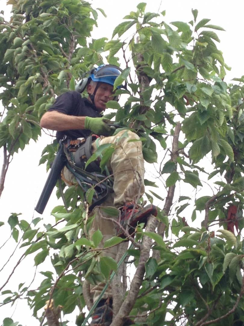 cherry tree removal, Wyke Regis, Weymouth
