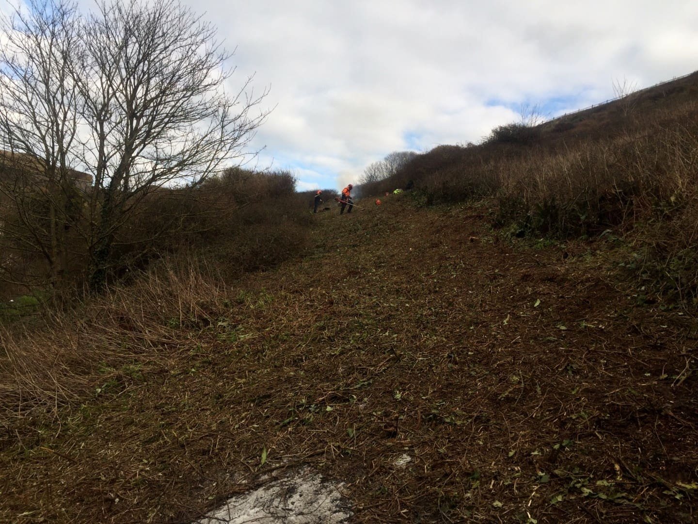 Clearing Fence Lines