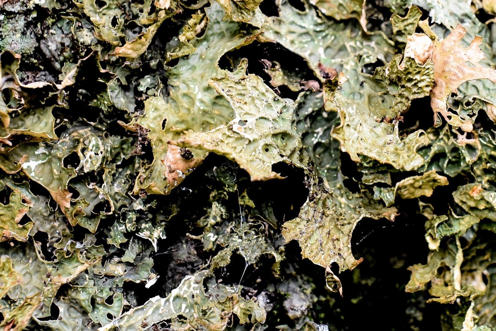 Ancient Tree Forum, ATF, ancient trees, veteran trees