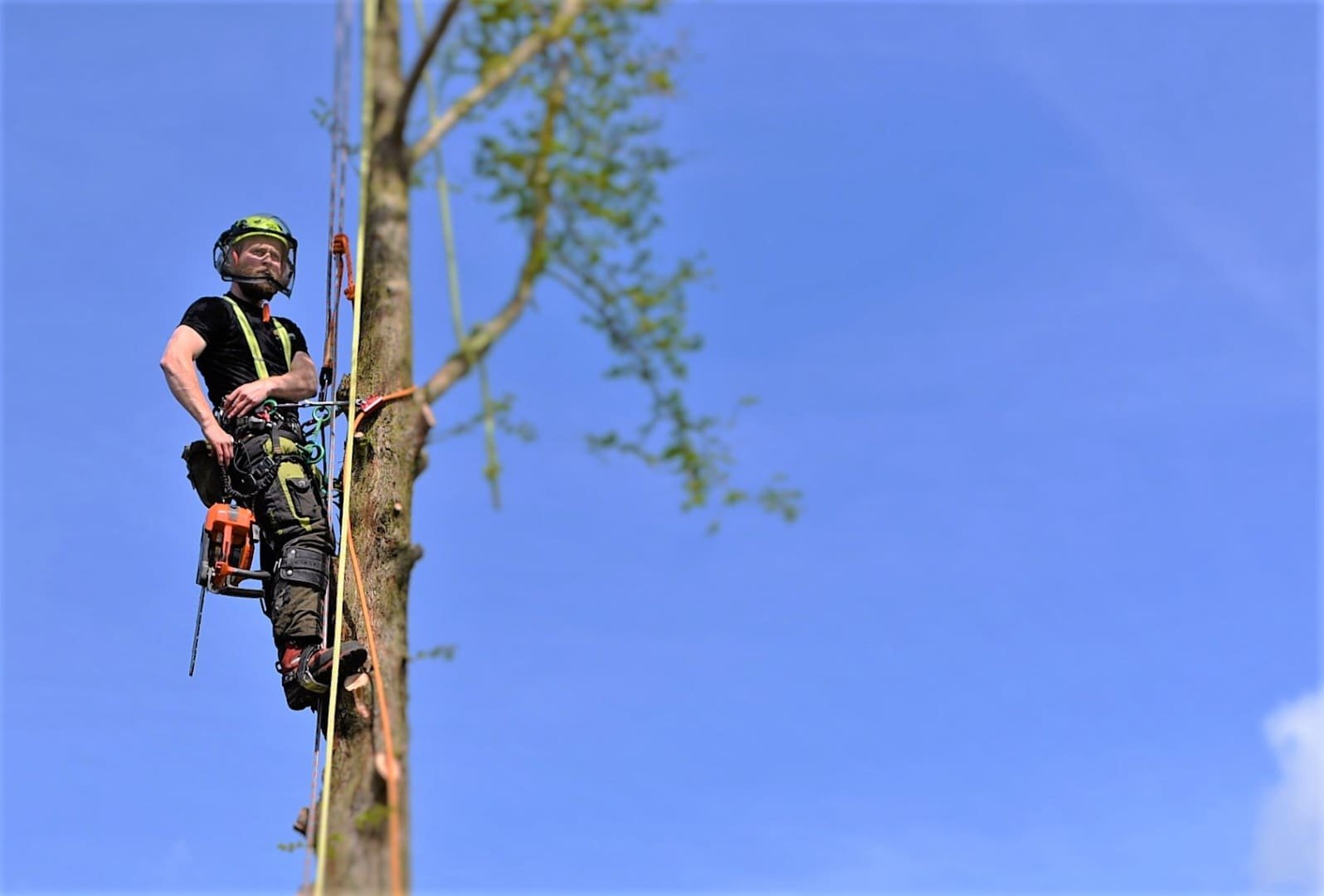 Tree surgery in Weymouth, Weymouth tree surgery, Weymouth tree surgeons, tree felling, dawn redwood