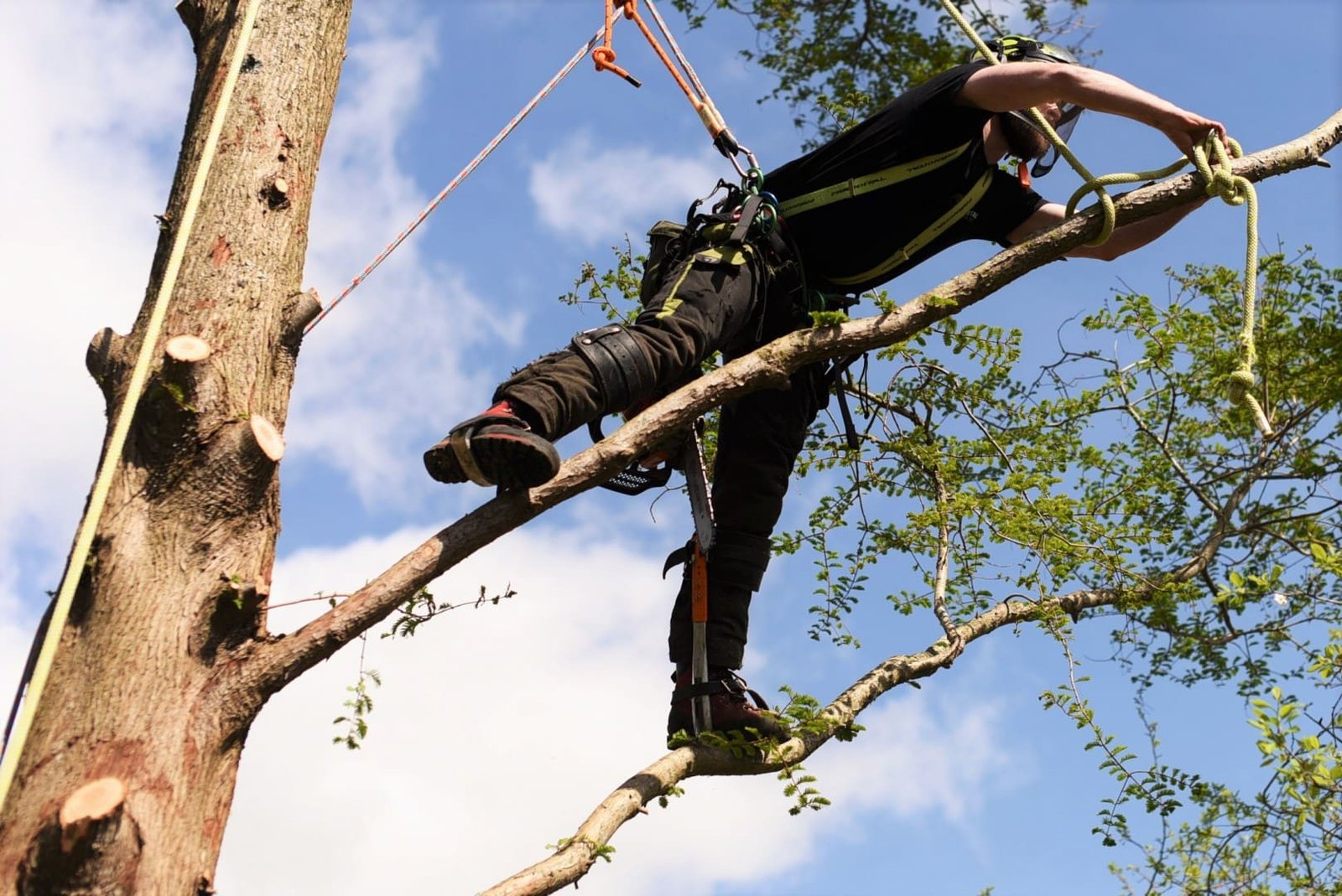 Tree surgery in Weymouth, Weymouth tree surgery, Weymouth tree surgeons, tree felling, dawn redwood, woodchips