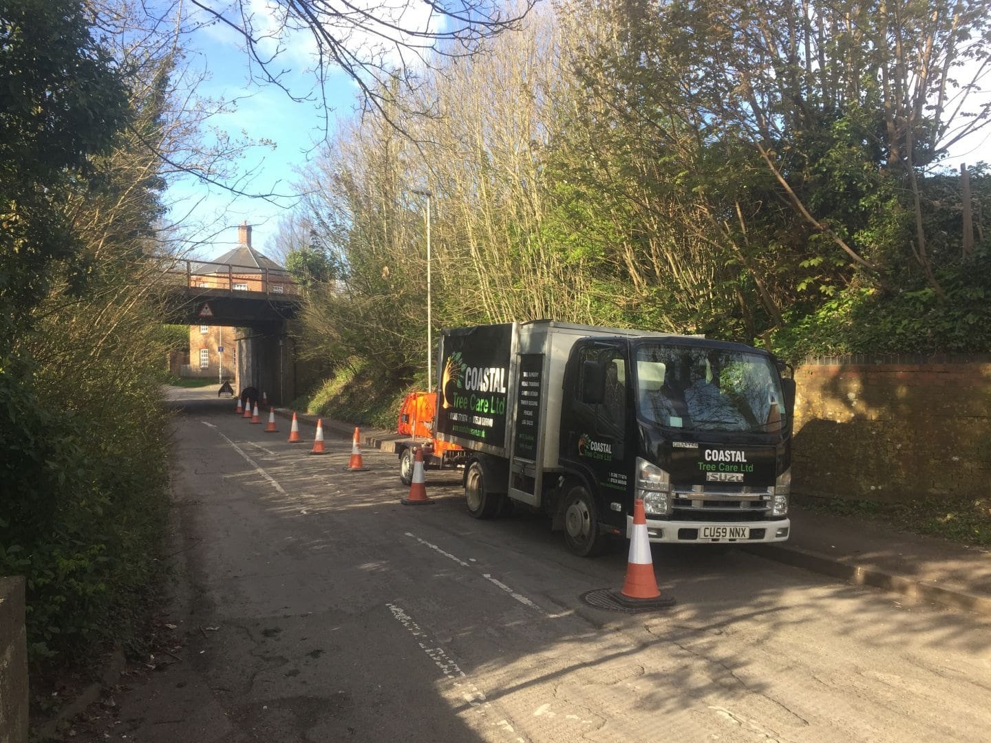 tree coppicing in Dorchester, tree, coppicing, coppice, Dorchester, tree surgeon, arboriculture