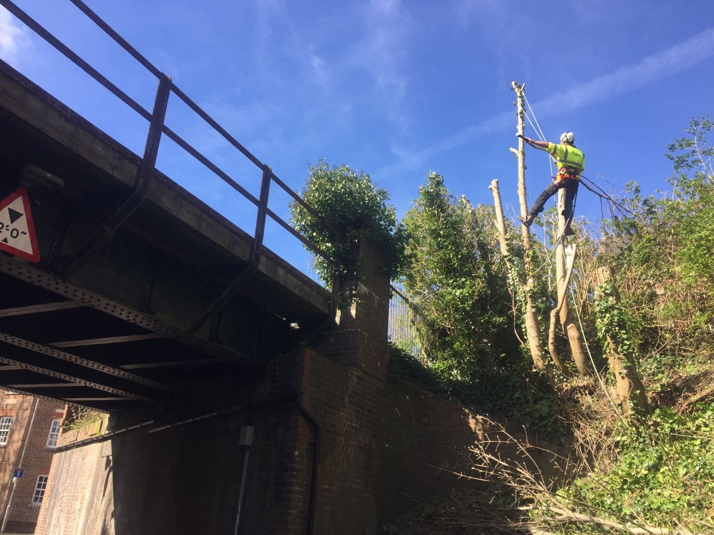 tree surgery in Dorcheater, tree coppicing in Dorchester, coppicing, tree surgery, arboriculture