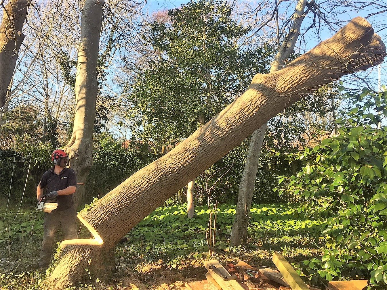 felling a large ash tree, tree felling in Weymouth, tree felling, ash tree, tree dismantling, Weymouth tree felling, tree safety work, dangerous tree