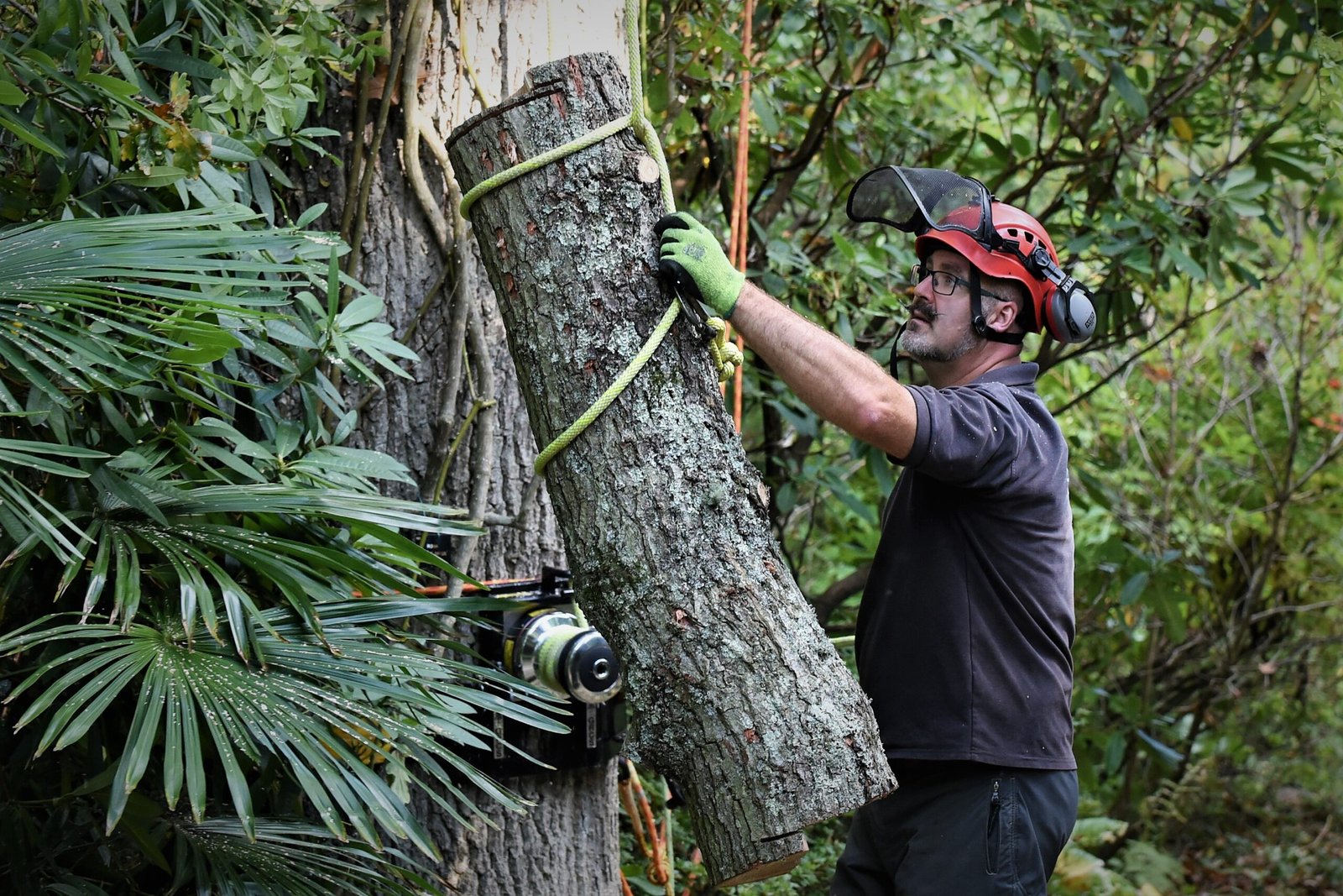 tree care, tree care Weymouth, Weymouth tree care, Abbotsbury Subtropical Gardens, emergency tree care, emergency tree work, arborist, climbing arborist, Weymouth tree surgeons, Dorchester tree surgeons, ratchet straps,
