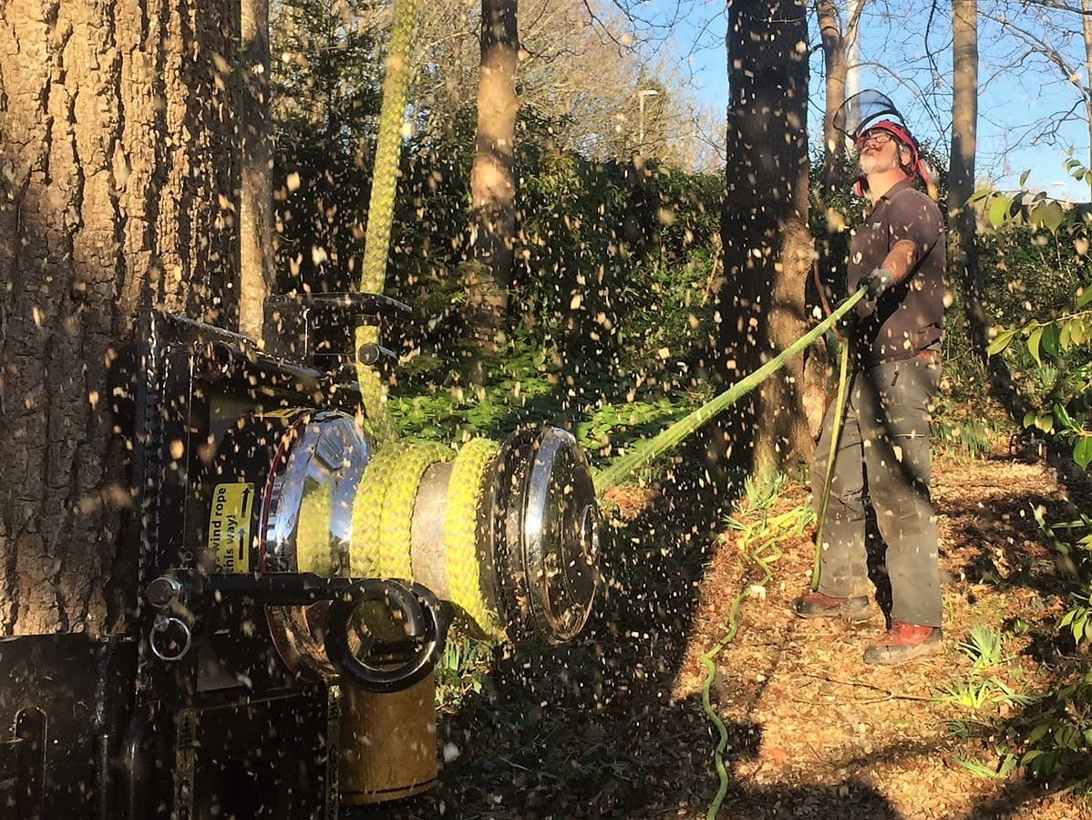 felling a large ash tree, tree felling in Weymouth, tree felling, ash tree, tree dismantling, Weymouth tree felling, tree safety work, dangerous tree