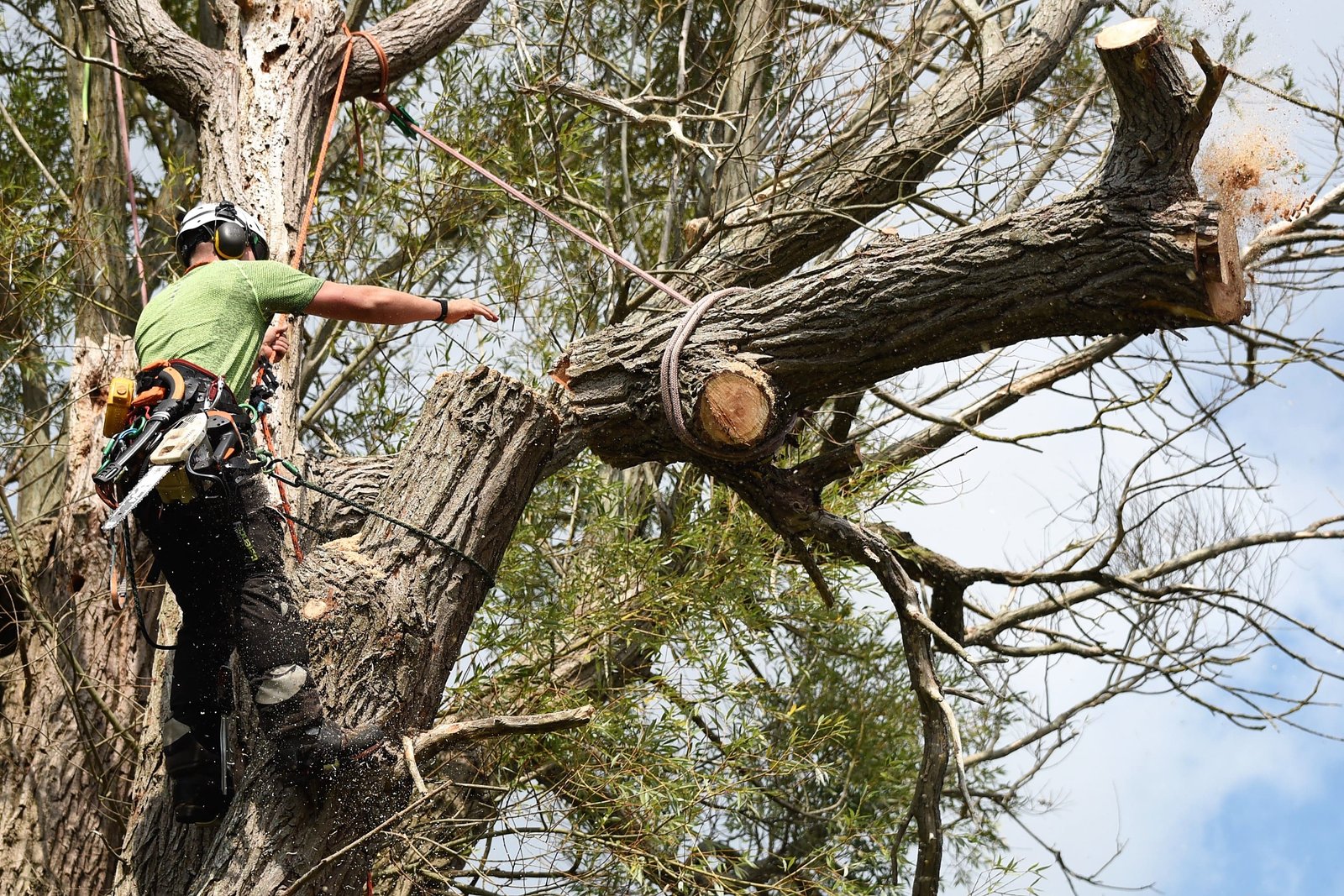 Lowering a large willow stem about us, arboriculture, Weymouth arborists, Weymouth tree surgeon, Weymouth tree surgeons, tree surgeons Weymouth, tree surgeons Dorchester, dismantling a large willow tree, dismantling, tree dismantle, willow tree, Weymouth tree surgeon, Weymouth tree surgeons, Dorset tree surgeons, Dorset tree surgery, Dorchester tree surgery, tree surgery Dorset, tree surgery Dorchester, tree surgery Weymouth, arborists, arboriculture