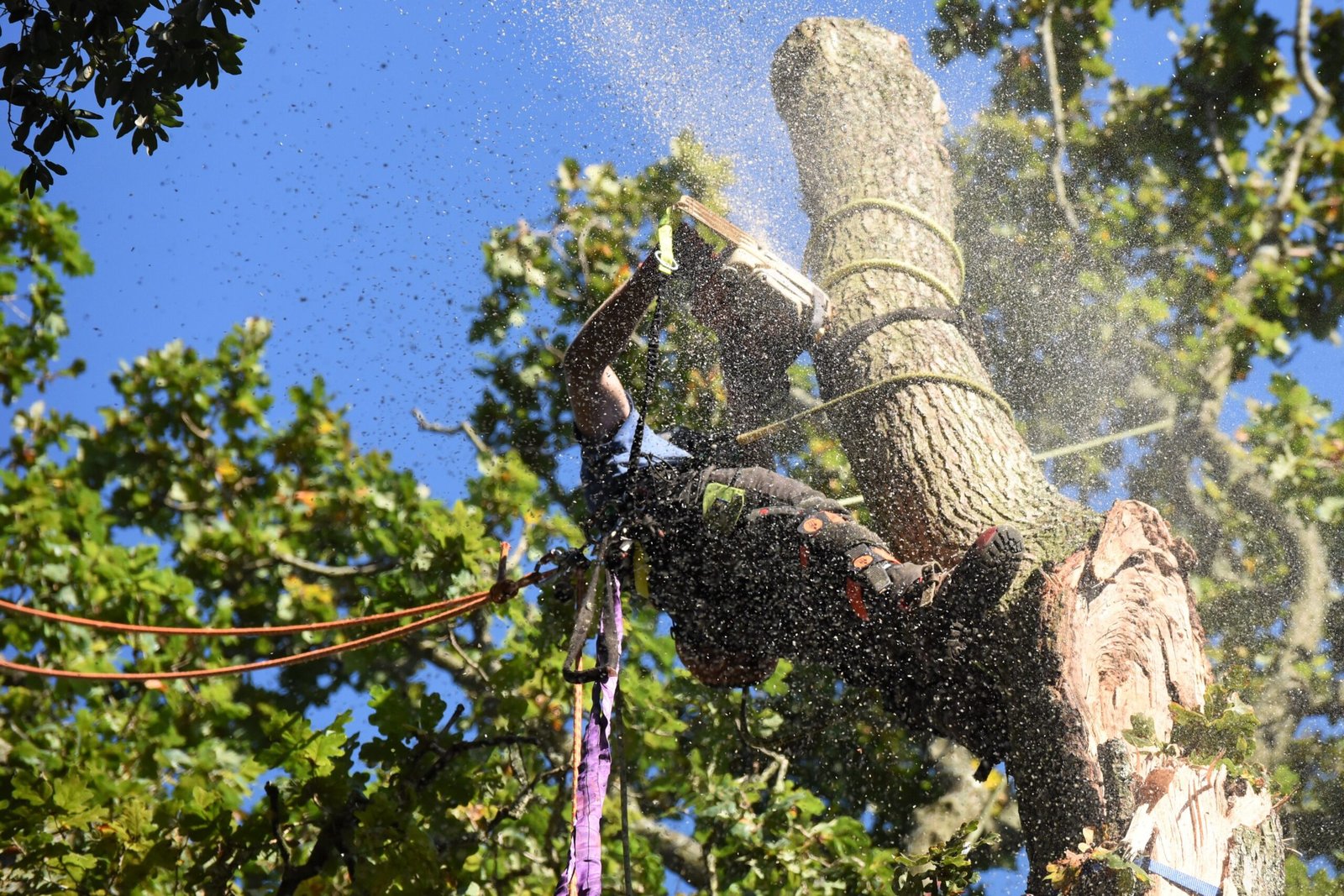 Abbotsbury Subtropical Gardens, emergency tree care, emergency tree work, arborist, climbing arborist, Weymouth tree surgeons, Dorchester tree surgeons, ratchet straps,