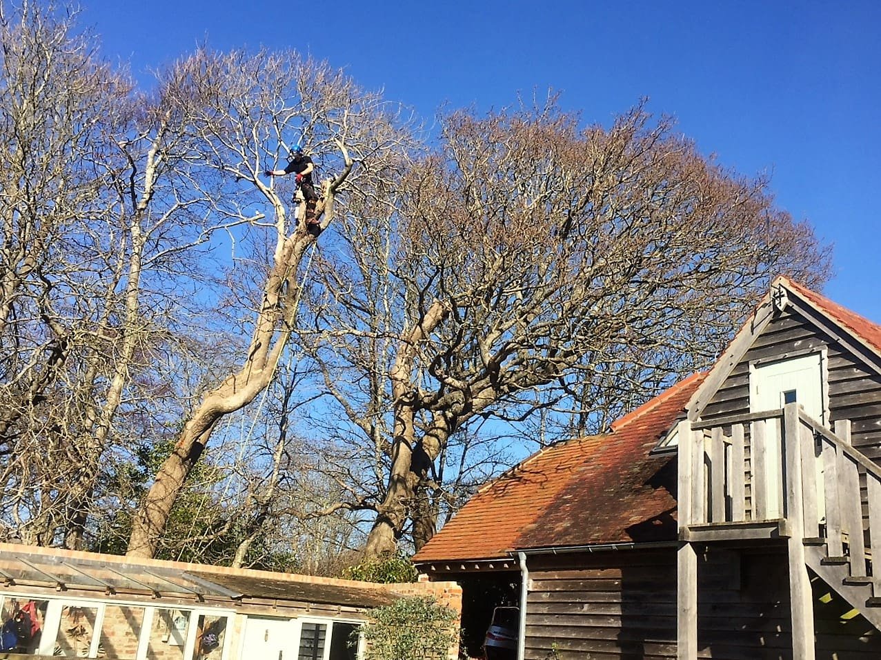 Rupert dismantles an over mature ash tree felling a large ash tree, tree felling in Weymouth, tree felling, ash tree, tree dismantling, Weymouth tree felling, tree safety work, dangerous tree