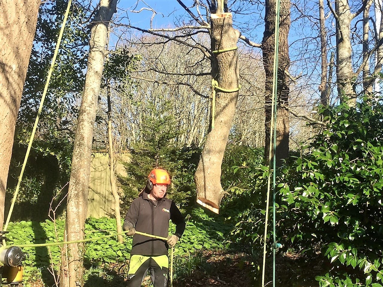 felling a large ash tree, tree felling in Weymouth, tree felling, ash tree, tree dismantling, Weymouth tree felling, tree safety work, dangerous tree