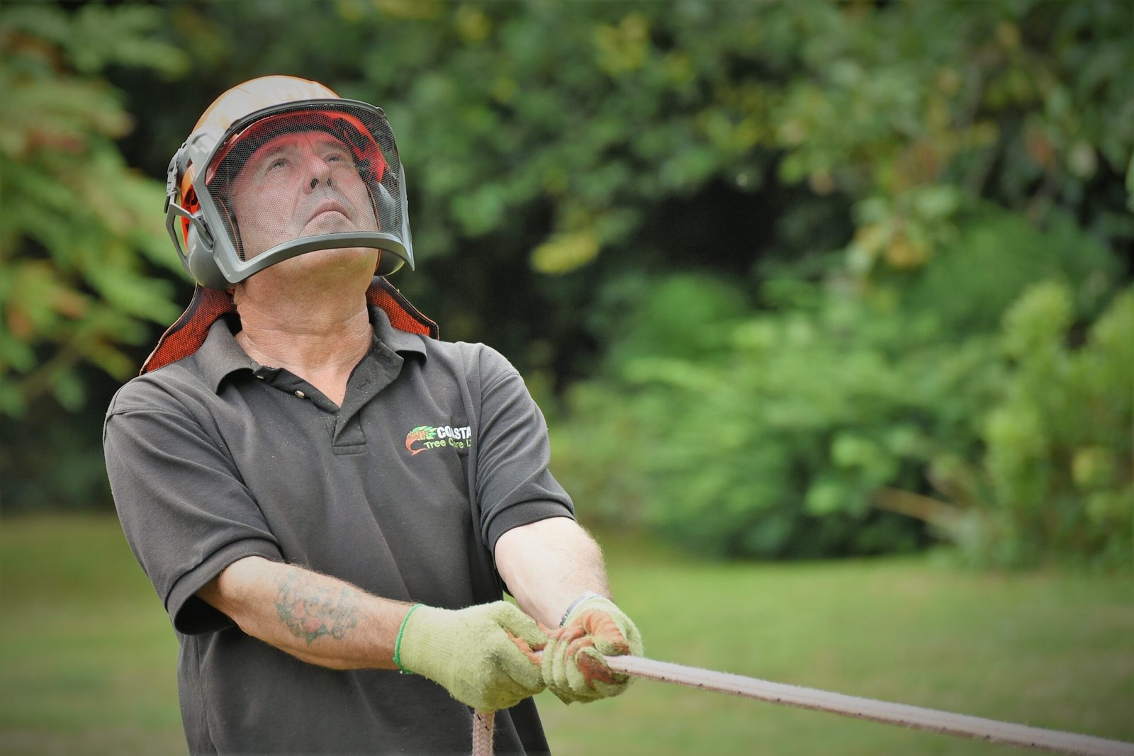 dismantling a large willow tree, dismantling, tree dismantle, willow tree, Weymouth tree surgeon, Weymouth tree surgeons, Dorset tree surgeons, Dorset tree surgery, Dorchester tree surgery, tree surgery Dorset, tree surgery Dorchester, tree surgery Weymouth, arborists, arboriculture