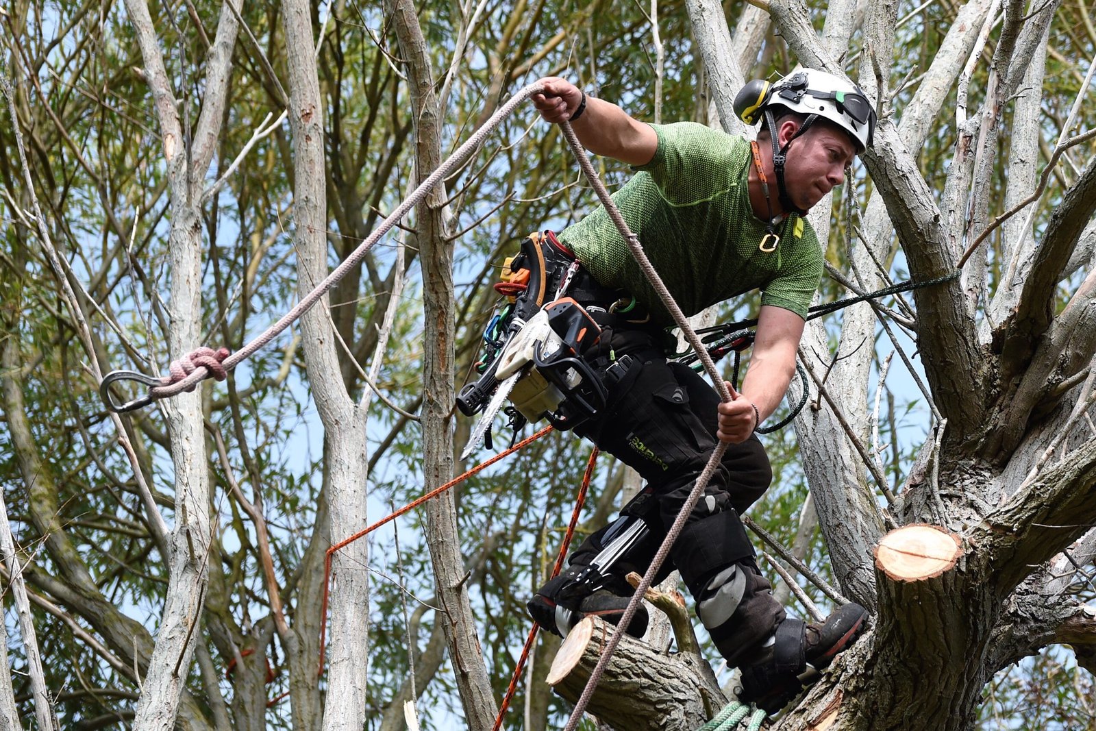 dismantling a large willow tree, dismantling, tree dismantle, willow tree, Weymouth tree surgeon, Weymouth tree surgeons, Dorset tree surgeons, Dorset tree surgery, Dorchester tree surgery, tree surgery Dorset, tree surgery Dorchester, tree surgery Weymouth, arborists, arboriculture
