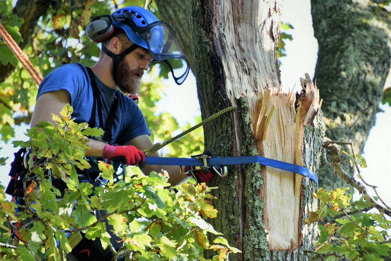 Abbotsbury Subtropical Gardens, emergency tree care, emergency tree work, arborist, climbing arborist, Weymouth tree surgeons, Dorchester tree surgeons, ratchet straps,