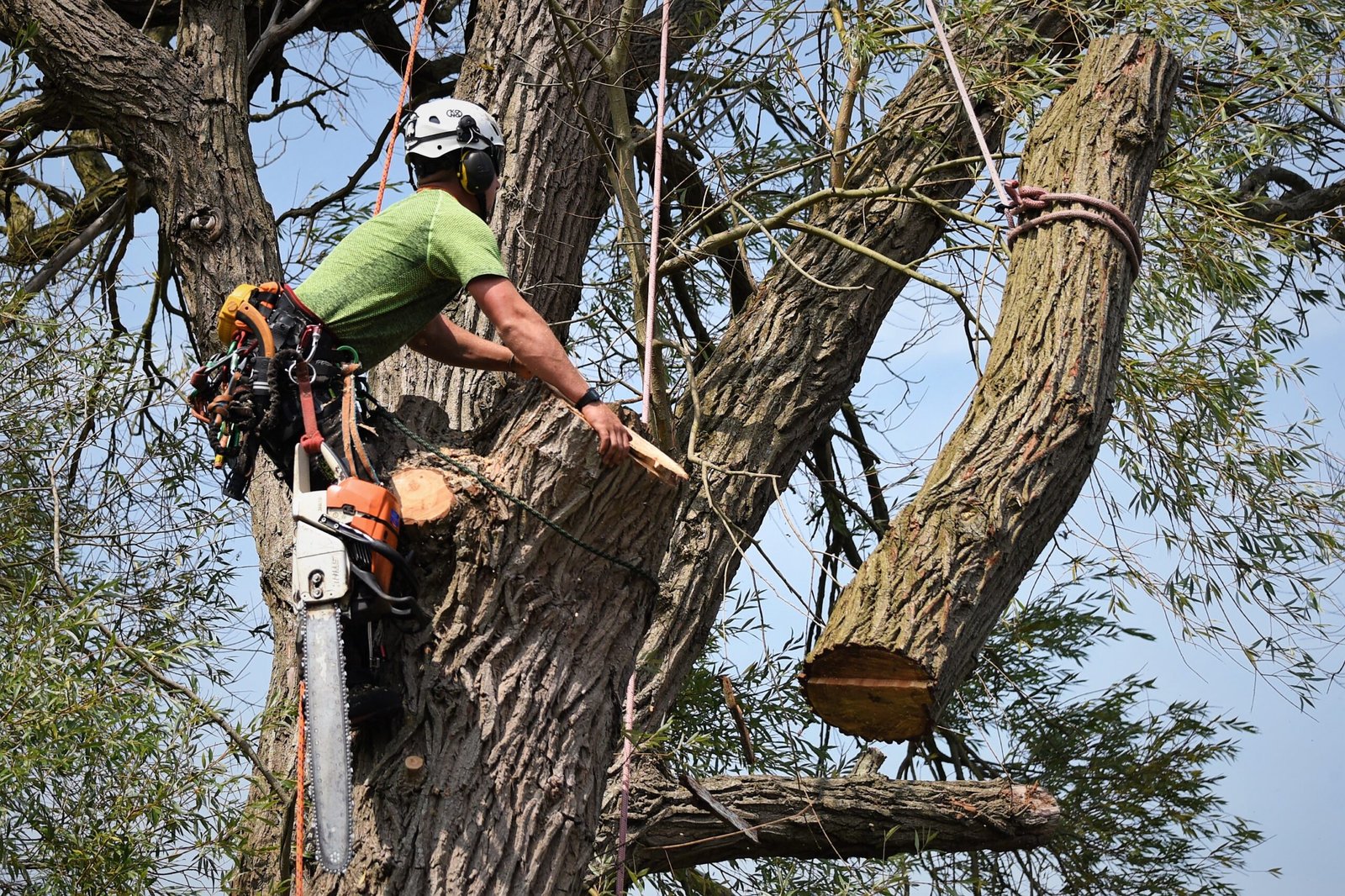 dismantling a large willow tree, dismantling, tree dismantle, willow tree, Weymouth tree surgeon, Weymouth tree surgeons, Dorset tree surgeons, Dorset tree surgery, Dorchester tree surgery, tree surgery Dorset, tree surgery Dorchester, tree surgery Weymouth, arborists, arboriculture