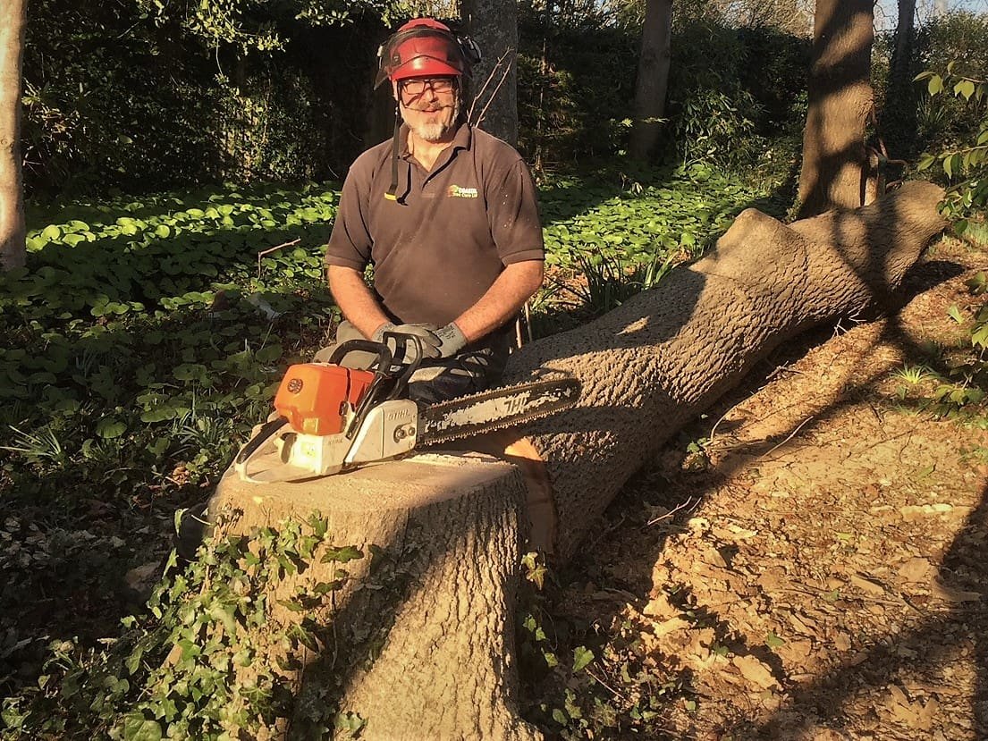 Tree felling in Weymouth felling a large ash tree, tree felling in Weymouth, tree felling, ash tree, tree dismantling, Weymouth tree felling, tree safety work, dangerous tree