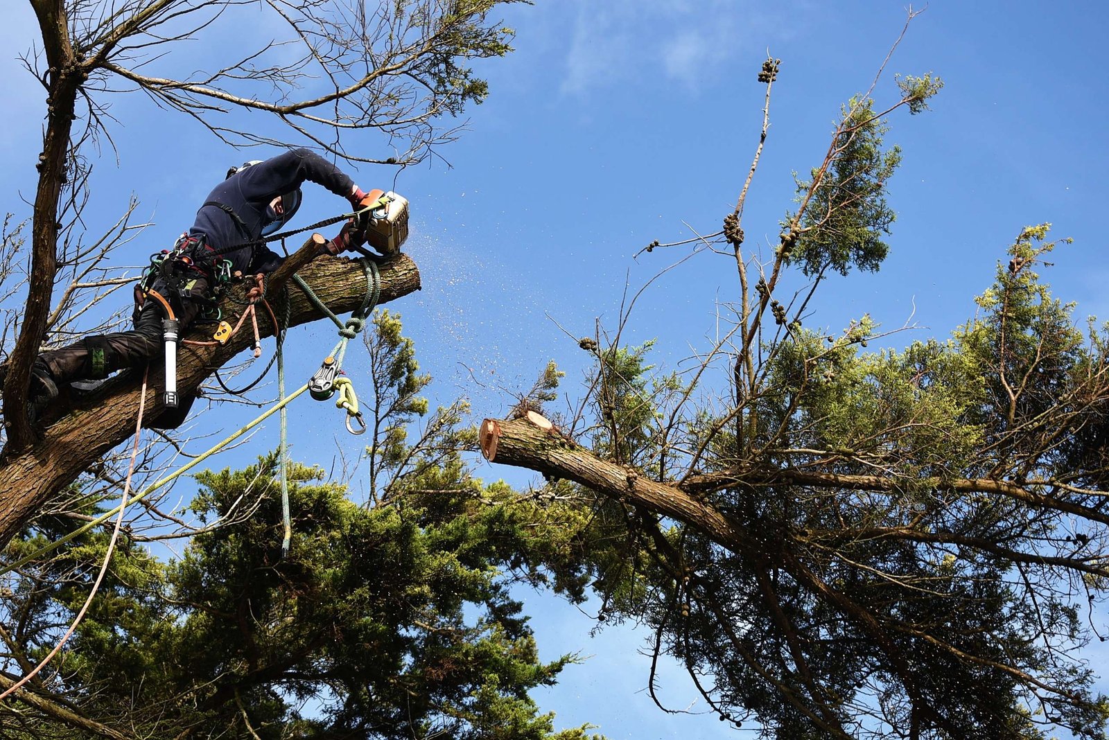 Another large branch removed