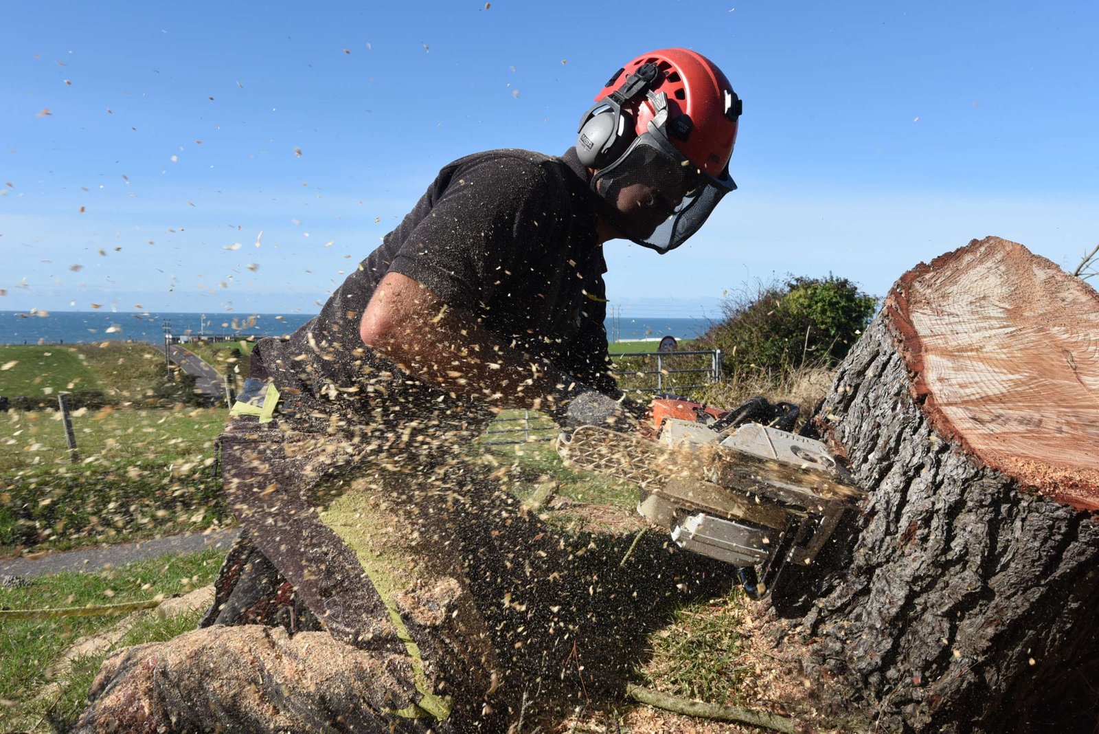 Cutting down the stump storm damaged tree, wind-blown tree, emergency tree work, Weymouth tree work, Weymouth tree surgery, tree surgery Weymouth, tree surgeon Weymouth, tree felling in Weymouth, tree felling, pine tree, tree dismantling, Weymouth tree felling, tree safety work, dangerous tree, storm damaged tree Weymouth
