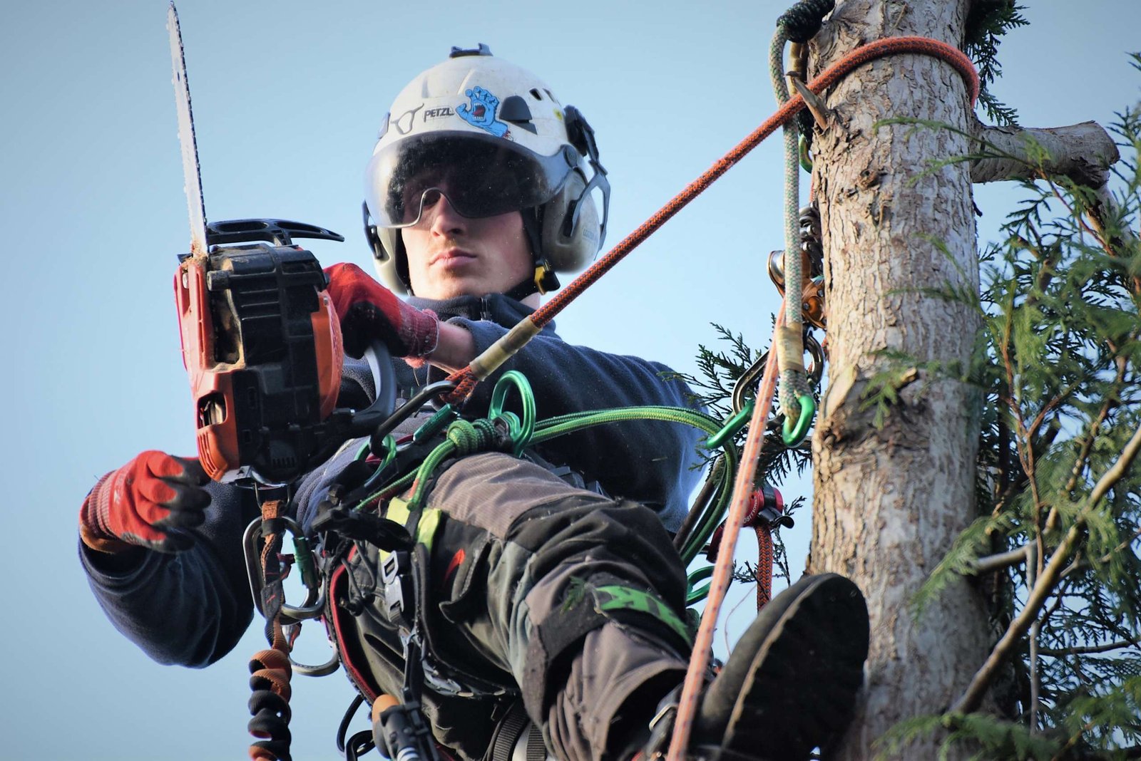 tree management, tree felling, Weymouth tree surgeon, Weymouth tree surgeons, Weymouth arborist, arborist Weymouth, arborist Dorchester, arborist Dorset, tree management plans
