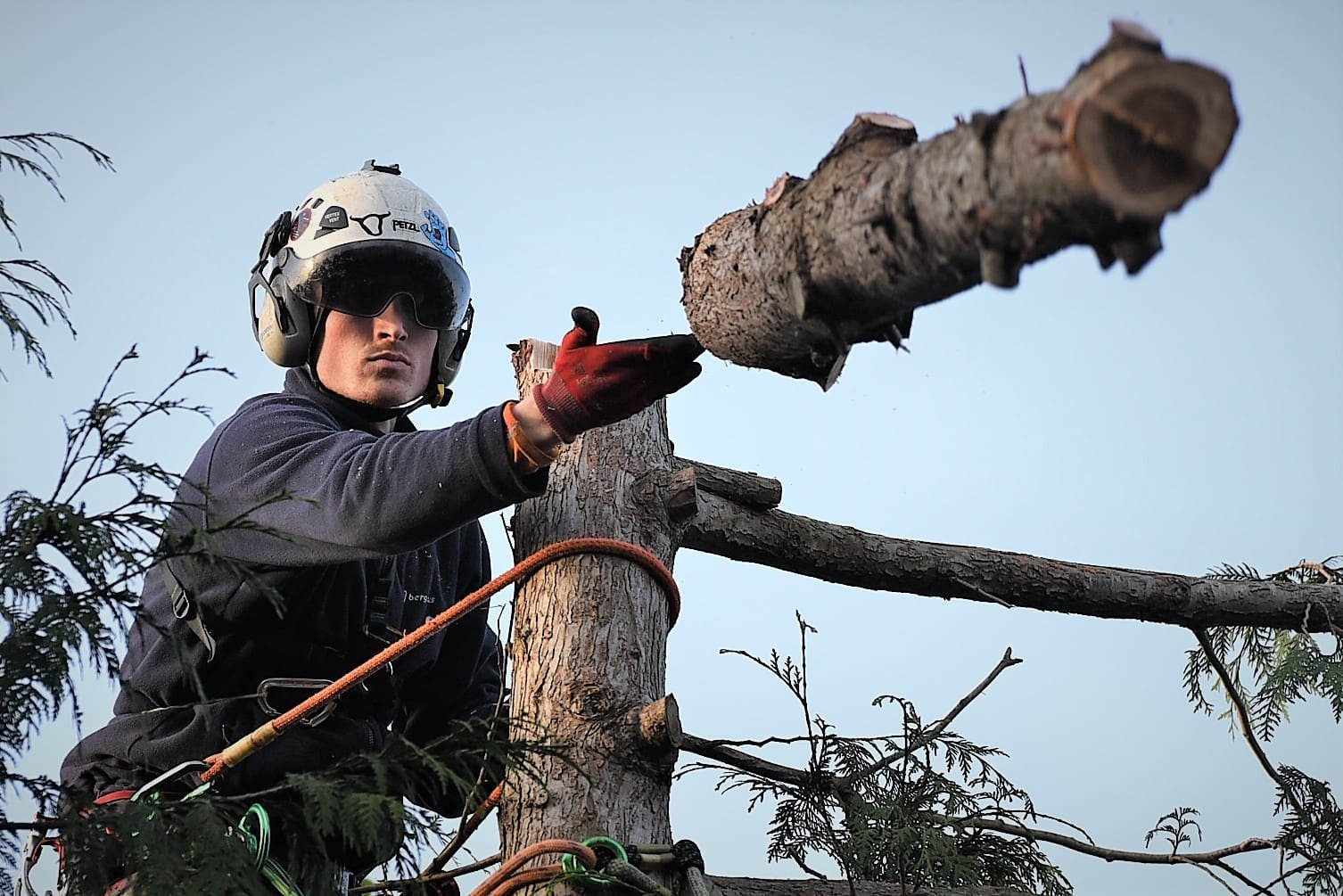 James sending a log, tree management, tree felling, Weymouth tree surgeon, Weymouth tree surgeons, Weymouth arborist, arborist Weymouth, arborist Dorchester, arborist Dorset, tree management plans
