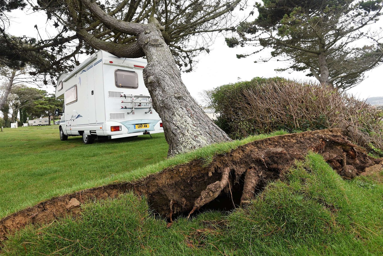 Wind blown pine tree at a Weymouth holiday park storm damaged tree, wind-blown tree, emergency tree work, Weymouth tree work, Weymouth tree surgery, tree surgery Weymouth, tree surgeon Weymouth, tree felling in Weymouth, tree felling, pine tree, tree dismantling, Weymouth tree felling, tree safety work, dangerous tree, storm damaged tree Weymouth