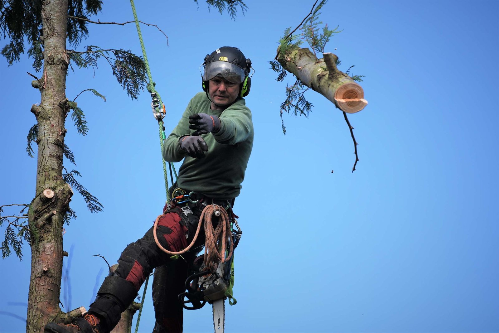 tree management, tree felling, Weymouth tree surgeon, Weymouth tree surgeons, Weymouth arborist, arborist Weymouth, arborist Dorchester, arborist Dorset, tree management plans