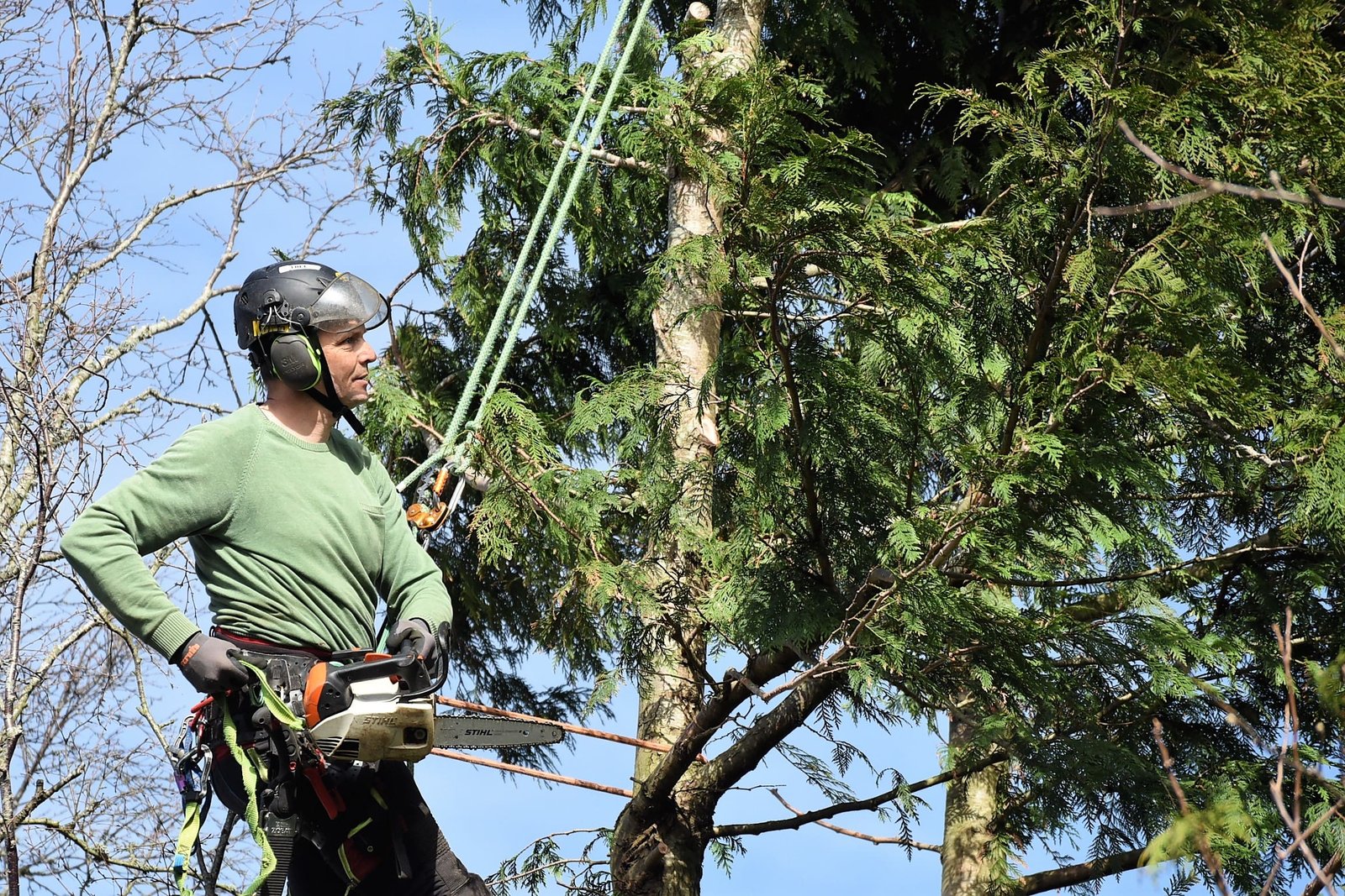 tree management, tree felling, Weymouth tree surgeon, Weymouth tree surgeons, Weymouth arborist, arborist Weymouth, arborist Dorchester, arborist Dorset, tree management plans