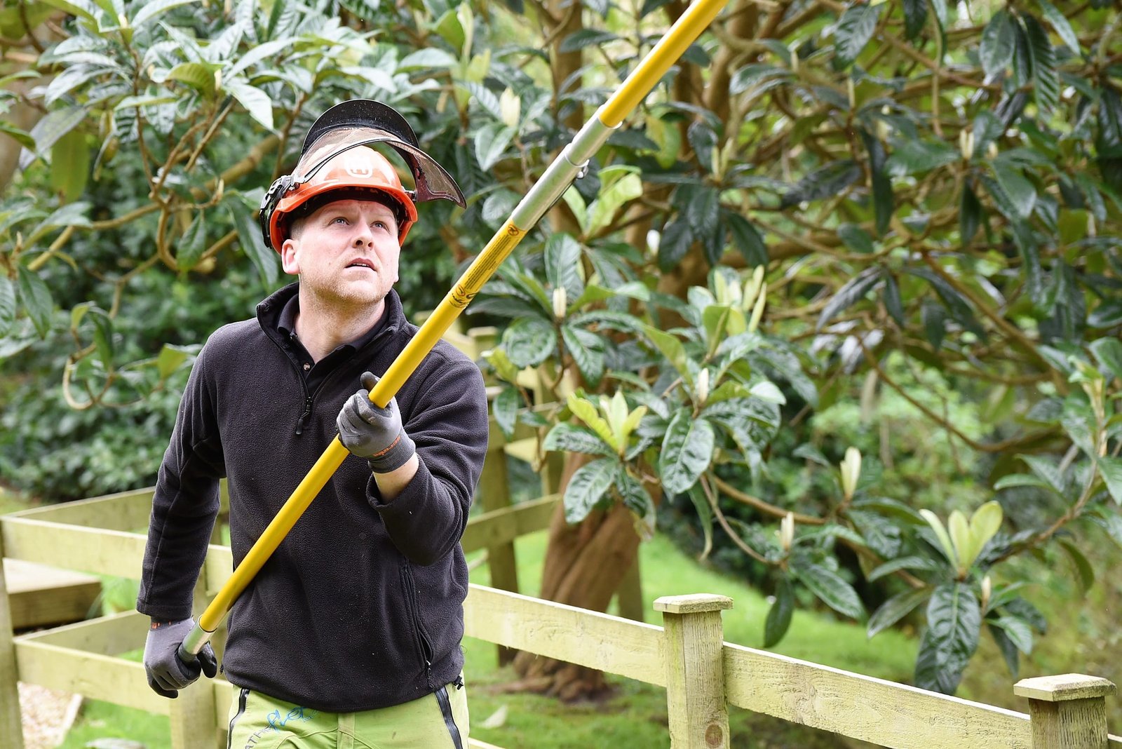 tree management, tree felling, Weymouth tree surgeon, Weymouth tree surgeons, Weymouth arborist, arborist Weymouth, arborist Dorchester, arborist Dorset, tree management plans
